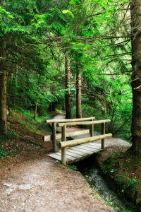 Bench by trees in forest