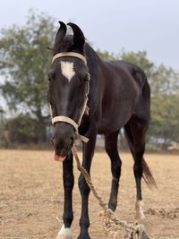 Horse standing in a field