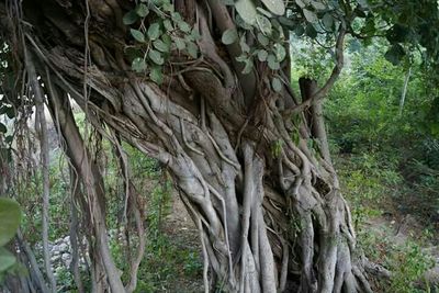 Trees in forest