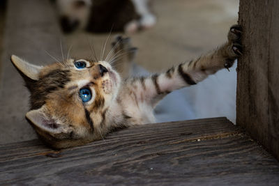 Close-up of a cat lying on wood