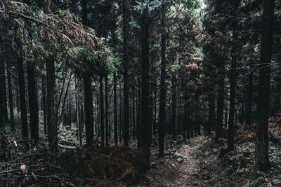 Trees in forest