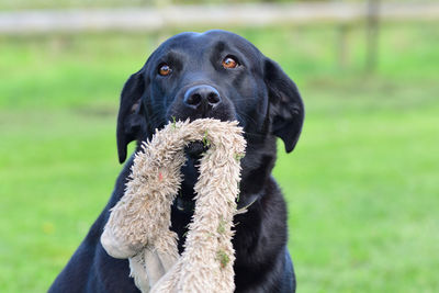 Close-up portrait of black dog on field