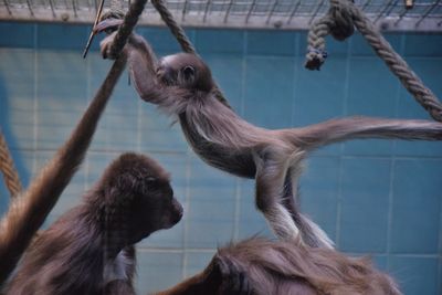 Close-up of monkey looking at zoo