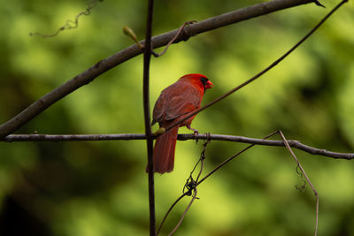 Close-up of bird perching on branch, cardinal