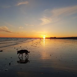 View of dog on beach during sunset