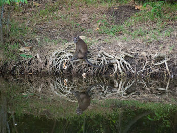 Giraffe in grass