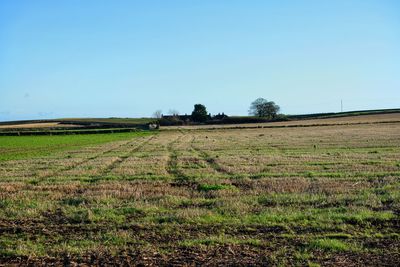 Scenic view of field against clear sky