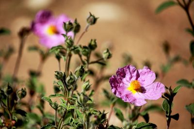 Close-up of pink flowering plant