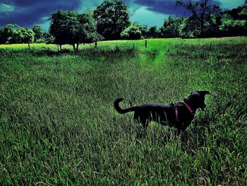 Trees on grassy field