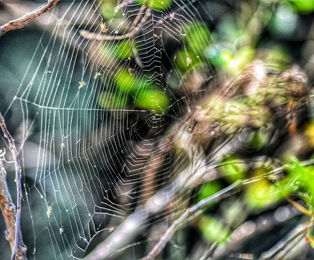 spider web, spider, close-up, focus on foreground, animal themes, one animal, fragility, natural pattern, web, nature, complexity, insect, selective focus, wildlife, spinning, animals in the wild, outdoors, day, forest, beauty in nature