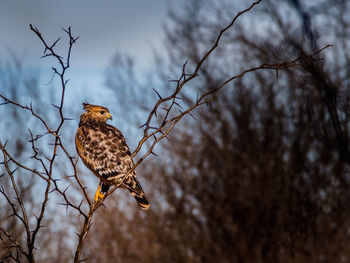 Bird perching on branch