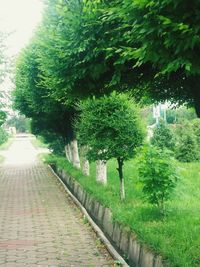 Empty road amidst trees