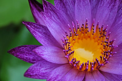 Close-up of purple flower