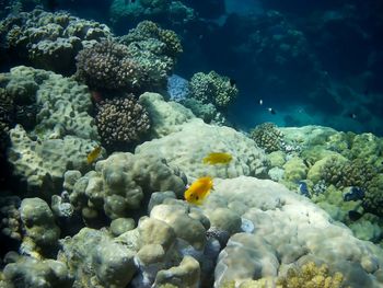 Fish swimming in sea