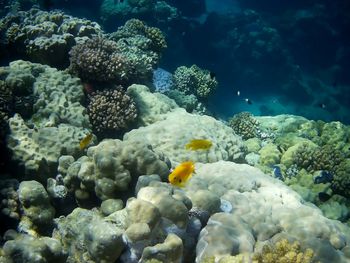 Beautiful tropical fish, marsa alam, egypt