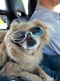 Close-up of dog in car