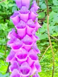 Close-up of purple flowers