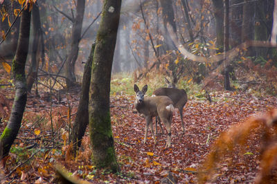 Deer in a forest