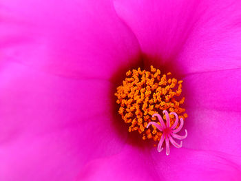 Close-up of pink flower