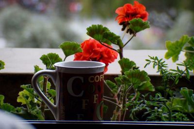 Close-up of red flowers