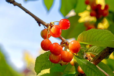 Close-up of red berries growing on tree