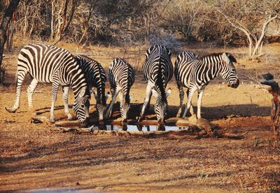 Zebra drinking from pond