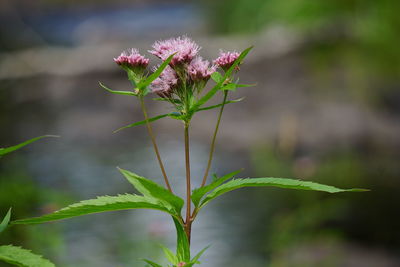 Close-up of flower against blurred background