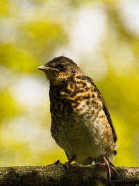 The fieldfare turdus pilaris on a branch. chick fieldfare on a tree. young bird on a branch