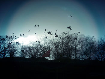 Low angle view of silhouette birds flying against sky