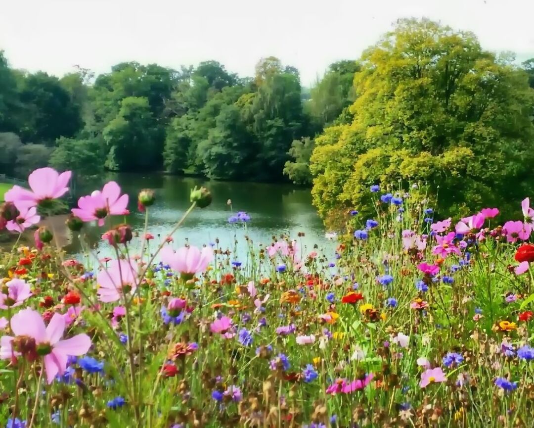 flower, growth, beauty in nature, freshness, nature, tranquil scene, plant, water, tranquility, tree, scenics, fragility, lake, blooming, purple, pink color, wildflower, green color, day, stem