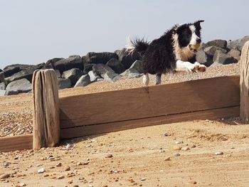 View of a dog jumping over groyne 