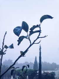 Low angle view of plants