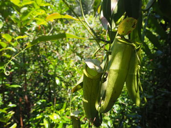 Close-up of banana tree