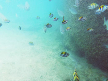 Underwater view of fish swimming in sea