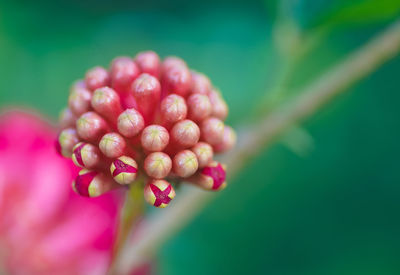 Close-up of pink flower