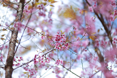 Close-up of pink cherry blossom