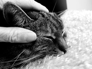 Cropped hand petting cat sleeping on bed