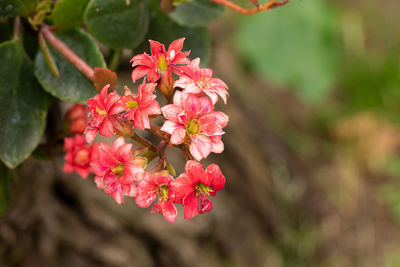 Red kalanchoe plant inflorescence close up view