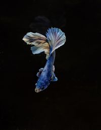 Close-up of jellyfish against black background