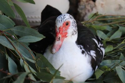 Close-up portrait of a duck