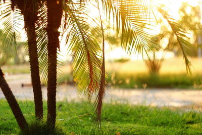 Close-up of palm trees on field