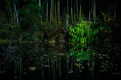 Scenic view of lake in forest