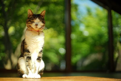Close-up of cat looking away