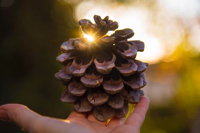 Cropped hand holding pine cone