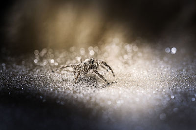 Close-up of water drops on white background