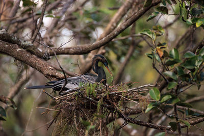 Bird perching on tree