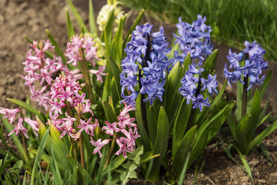 Close-up of purple flowering plants on field