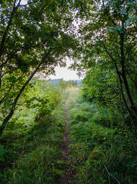 Trees growing in forest
