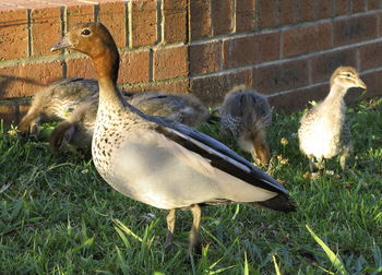 Close-up of bird on field