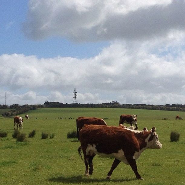 animal themes, domestic animals, grass, mammal, livestock, field, sky, landscape, cow, grassy, cloud - sky, grazing, horse, pasture, green color, domestic cattle, nature, cattle, rural scene, cloudy